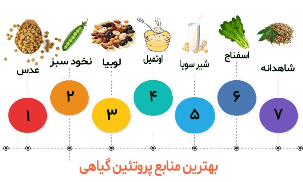 بهترین منابع پروتئین گیاهی